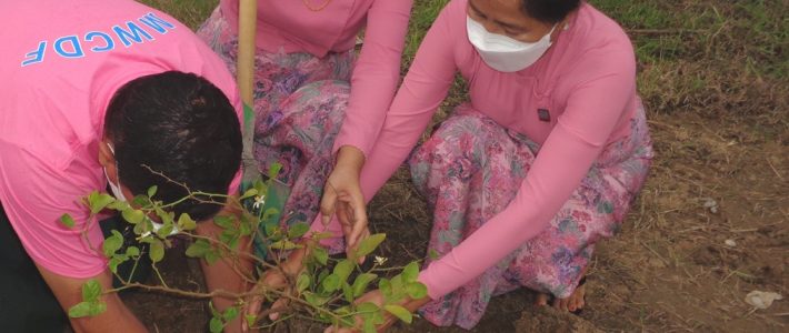 Planting saplings during the Monsoon Season