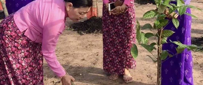 သစ်ပင်စိုက်ပျိုးပွဲ